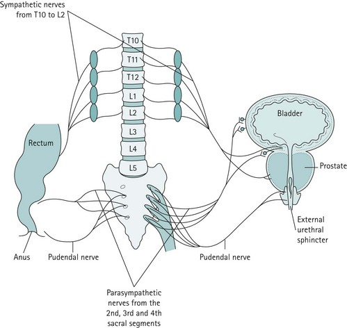In photo: The major innervation pathways at the pelvic level that are basic to control micturition and continence.