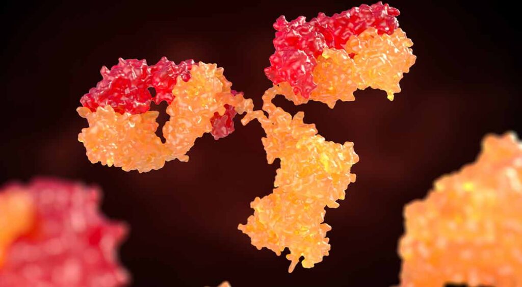 A 3D image of a human antibody helps explain MGUS — a condition where abnormal proteins are found in the blood, often needing careful monitoring and understanding.